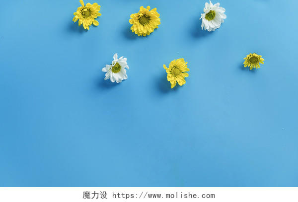 蓝底鲜花小雏菊图片